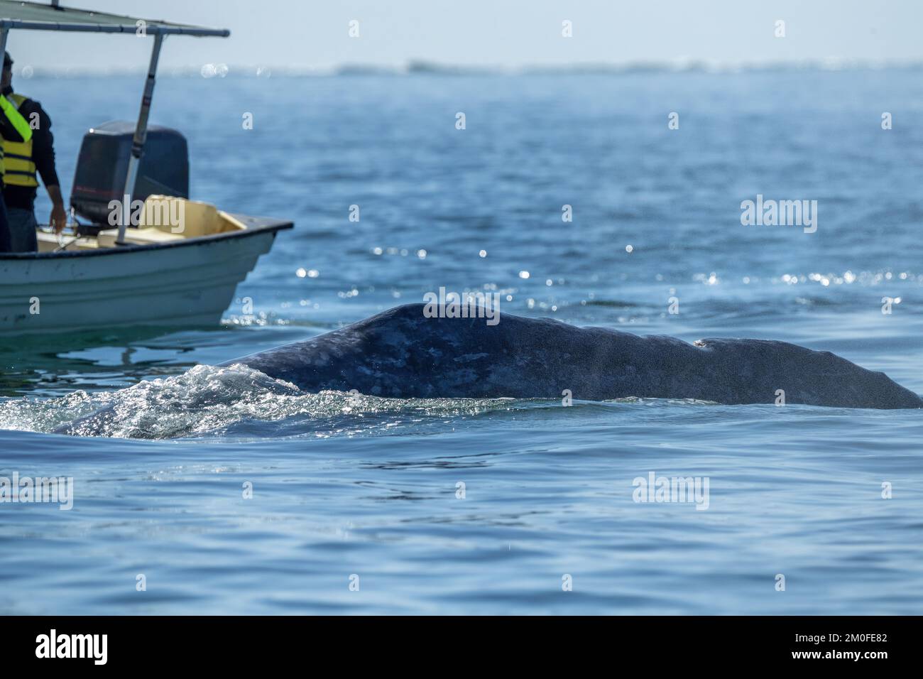 Observation des baleines grises à Laguna San Ignacio Baja California sur, Mexique Banque D'Images