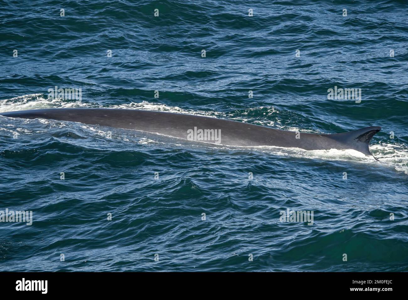 Baleines à nageoires vues au large de la visite d'observation des baleines de Cape Cod tout en mangeant Banque D'Images