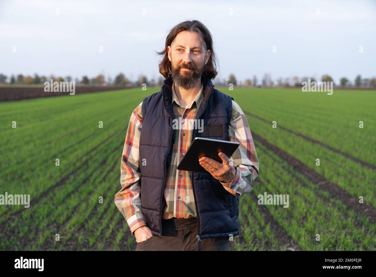 Agriculteur avec une tablette numérique dans un jeune champ de blé. Agriculture intelligente et agriculture numérique Banque D'Images