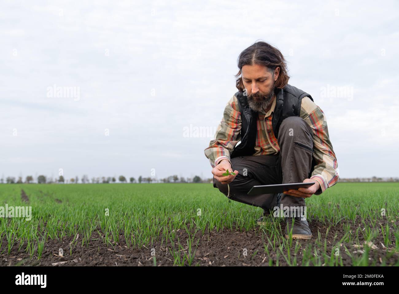 Agriculteur avec une tablette numérique dans un jeune champ de blé. Agriculture intelligente et agriculture numérique Banque D'Images