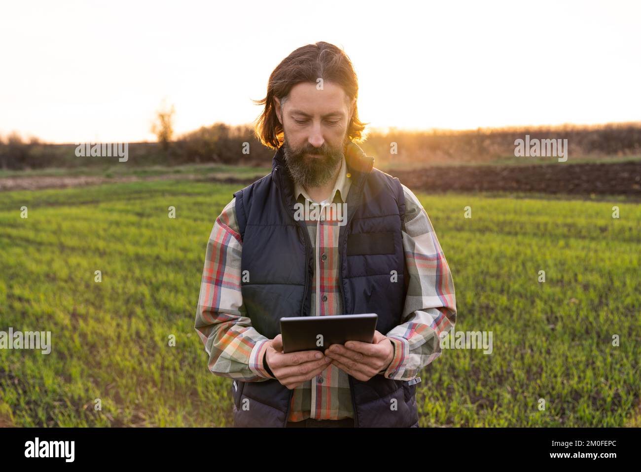 Agriculteur avec une tablette numérique dans un jeune champ de blé. Agriculture intelligente et agriculture numérique Banque D'Images