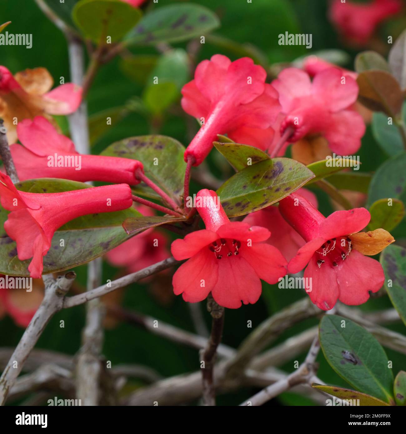 Rhododendron Virosum, Flower, Écosse Banque D'Images