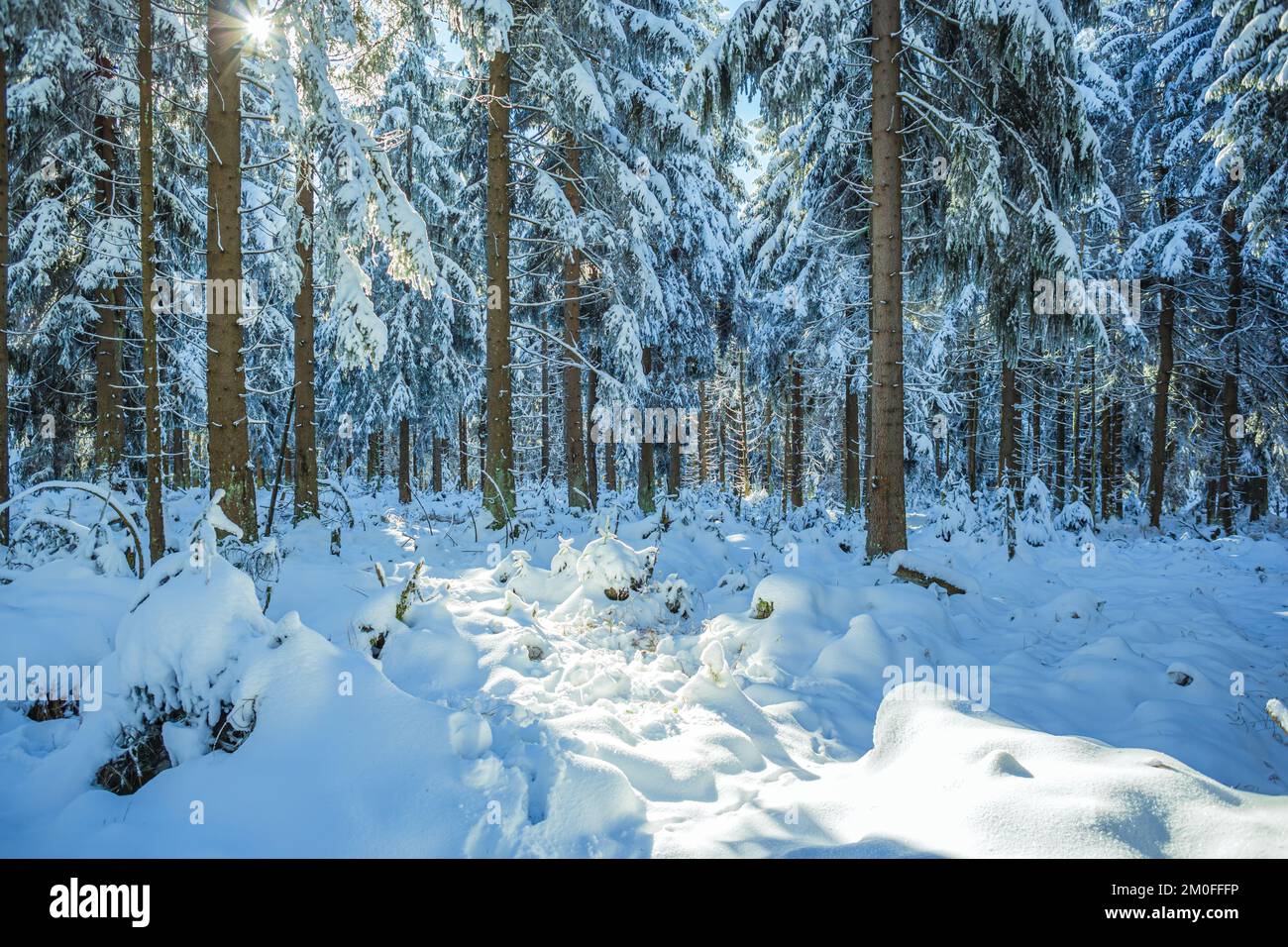 Une forêt d'hiver tôt le matin Banque D'Images