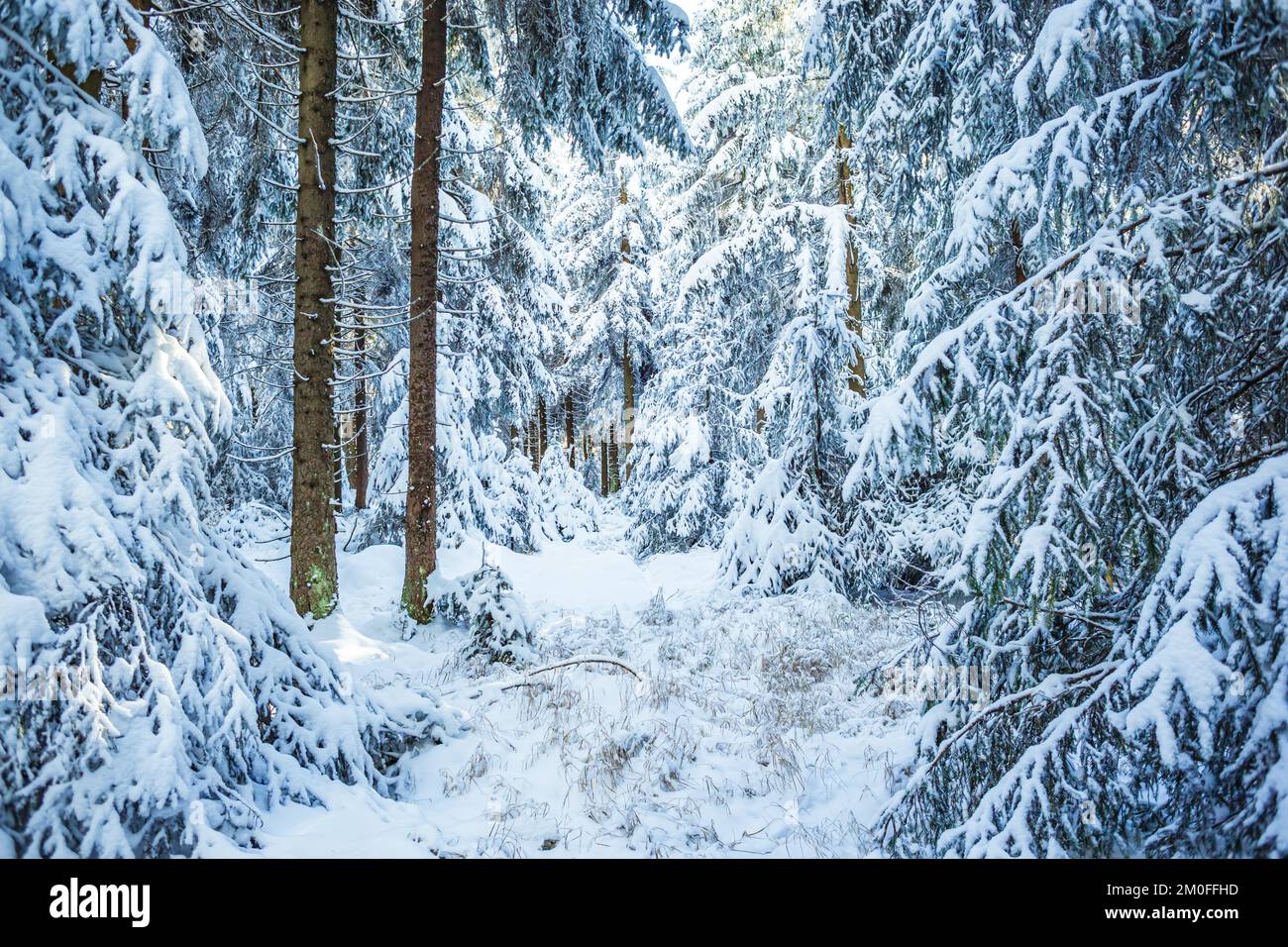 Une forêt d'hiver tôt le matin Banque D'Images