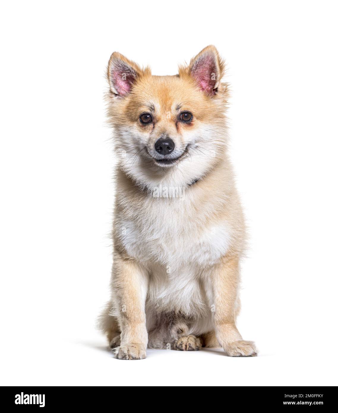 Chien croisé avec un Spitz devant un fond blanc Banque D'Images