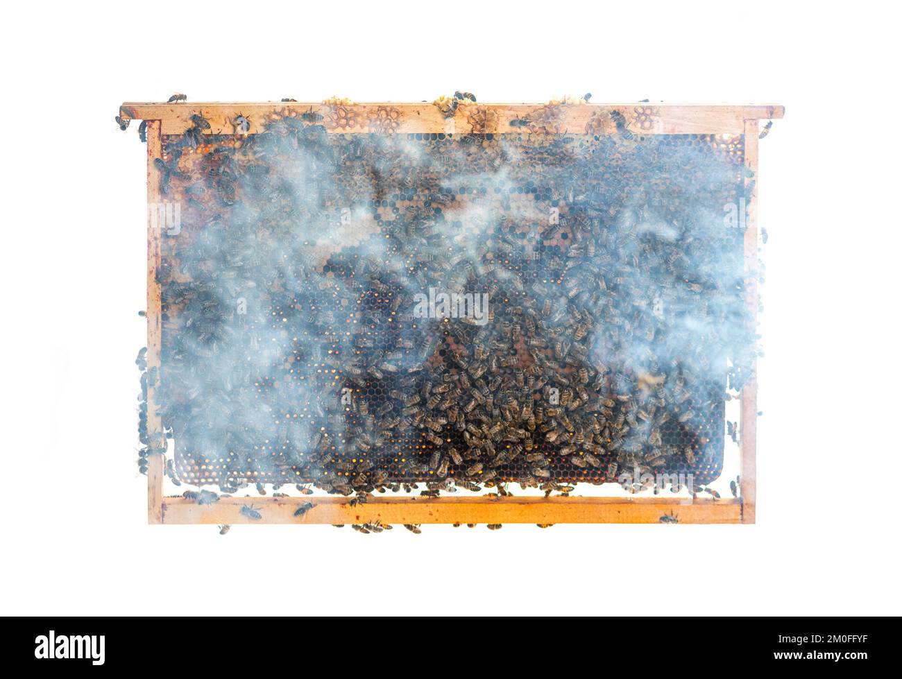 Les abeilles travailleuses sur un cadre de ruche rempli de nid d'abeilles entouré de fumée que le gardien utilise pour calmer les abeilles, isolé sur un fond blanc. Banque D'Images