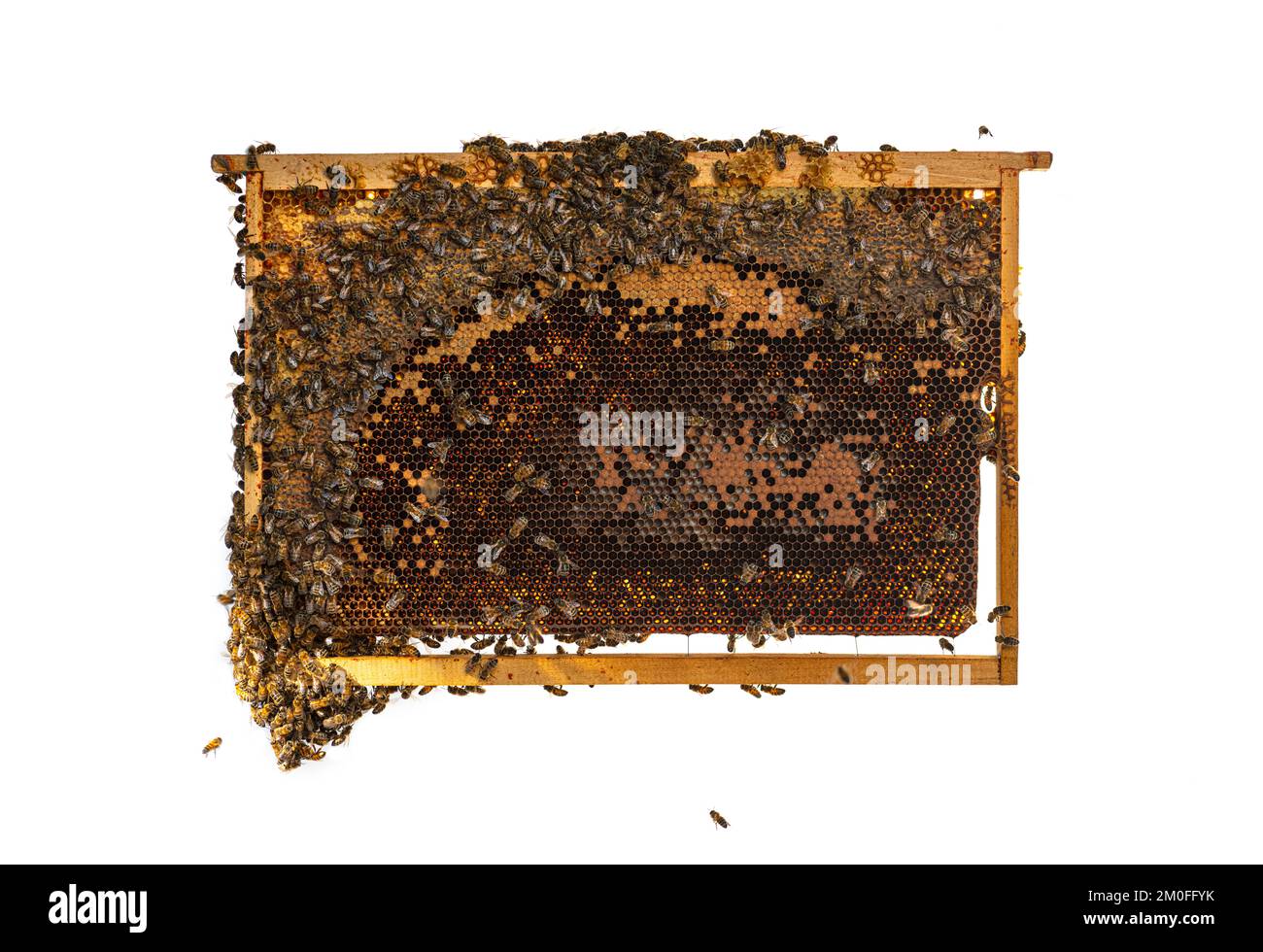 Les abeilles travailleuses mangeant du miel sur un cadre de ruche rempli de nid d'abeille, isolé sur un fond blanc. Banque D'Images