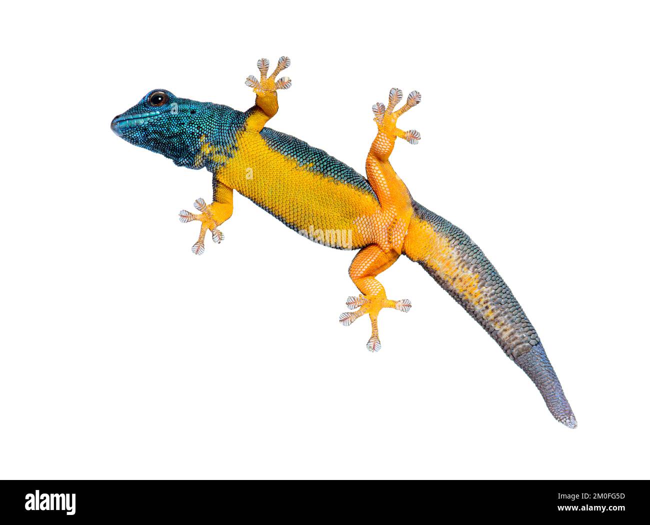 Vue de dessous d'un Gecko bleu électrique montrant ses pieds-coussins d'aspiration, Lygodactylus williamsi, isolé sur blanc Banque D'Images
