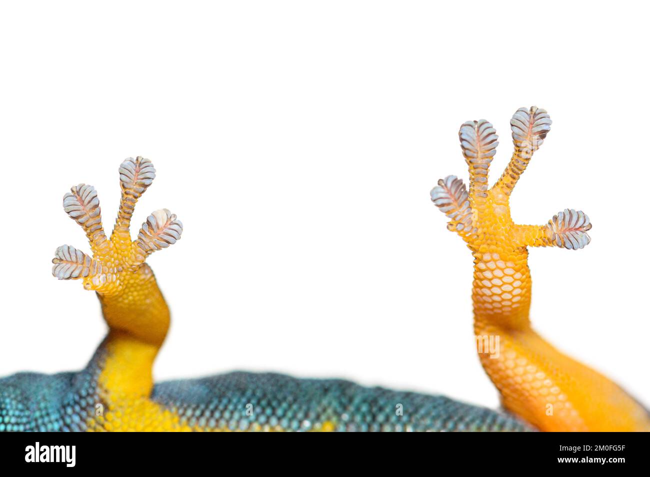 Vue de dessous des orteils de gecko, bleu électrique gecko montrant, isolé sur blanc Banque D'Images
