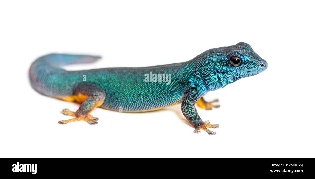 Gecko bleu électrique, Lygodactylus williamsi, isolé sur blanc Banque D'Images