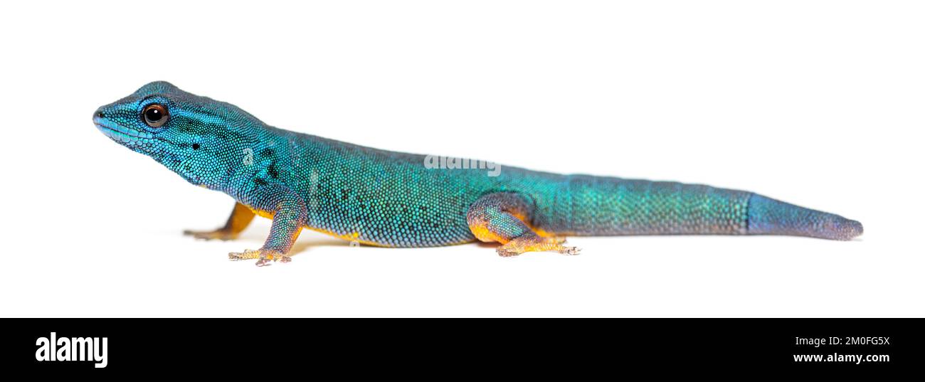 Gecko bleu électrique, Lygodactylus williamsi, isolé sur blanc Banque D'Images