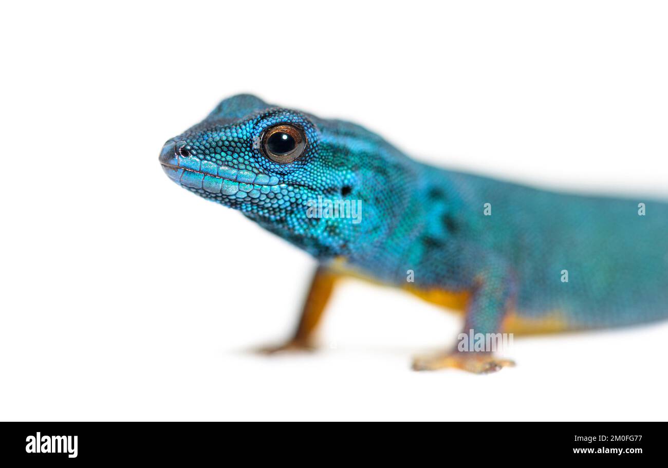 Portrait de la tête de Gecko bleu électrique, Lygodactylus williamsi, isolée sur blanc Banque D'Images