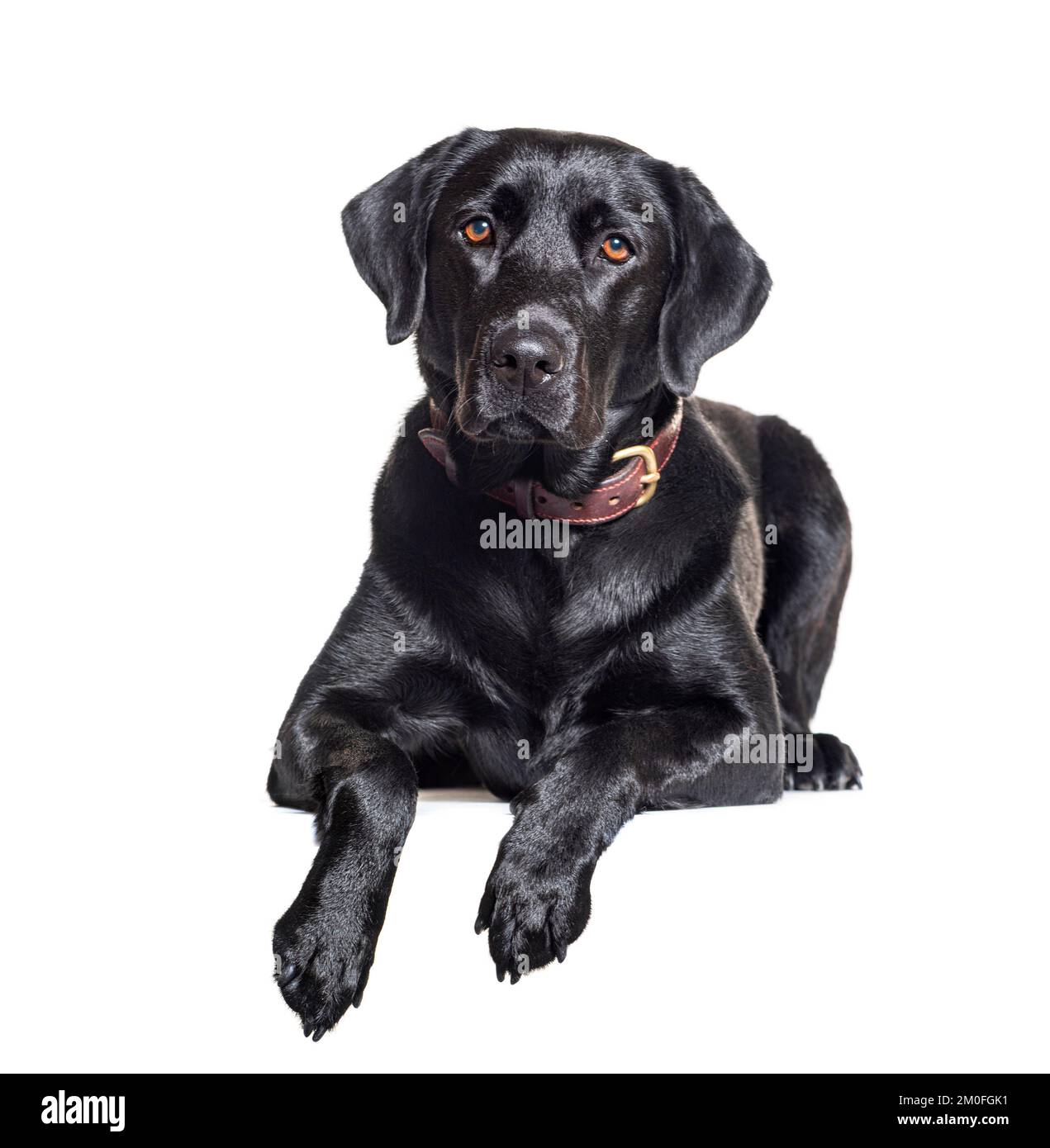 Labrador noir isolated on white Banque D'Images Labrador noir isolated on white Banque D'Images