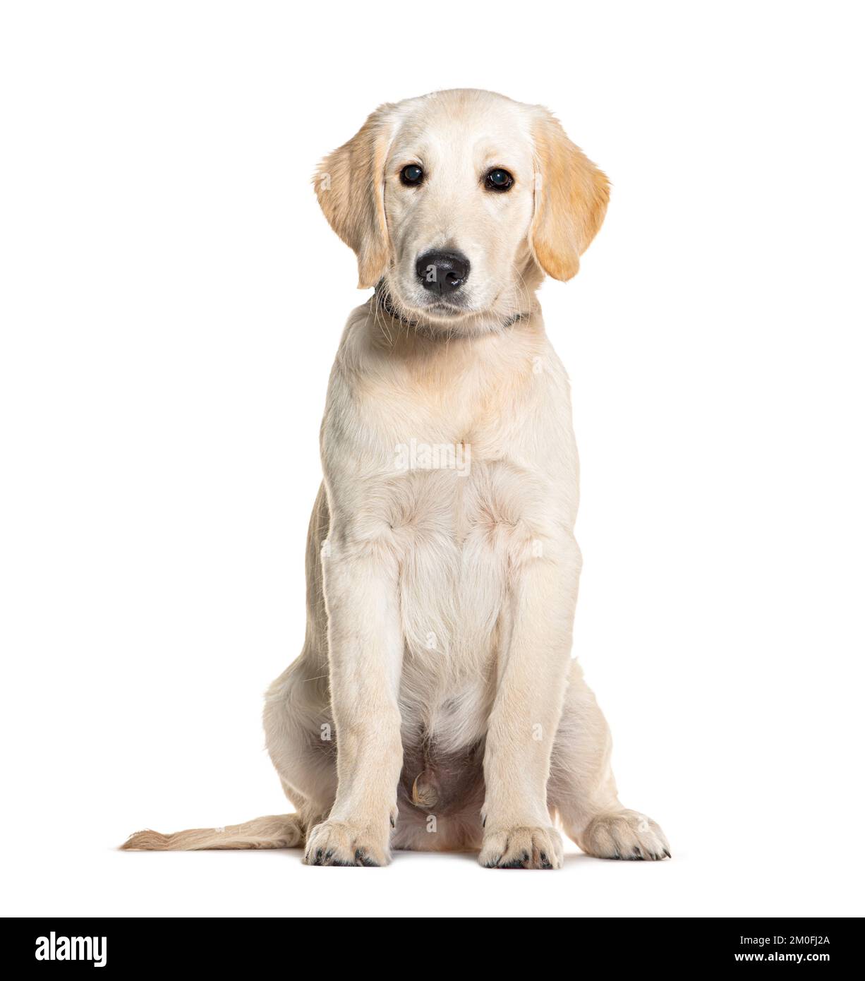 Chiot, quatre mois, Golden Retriever, isolé sur blanc Banque D'Images