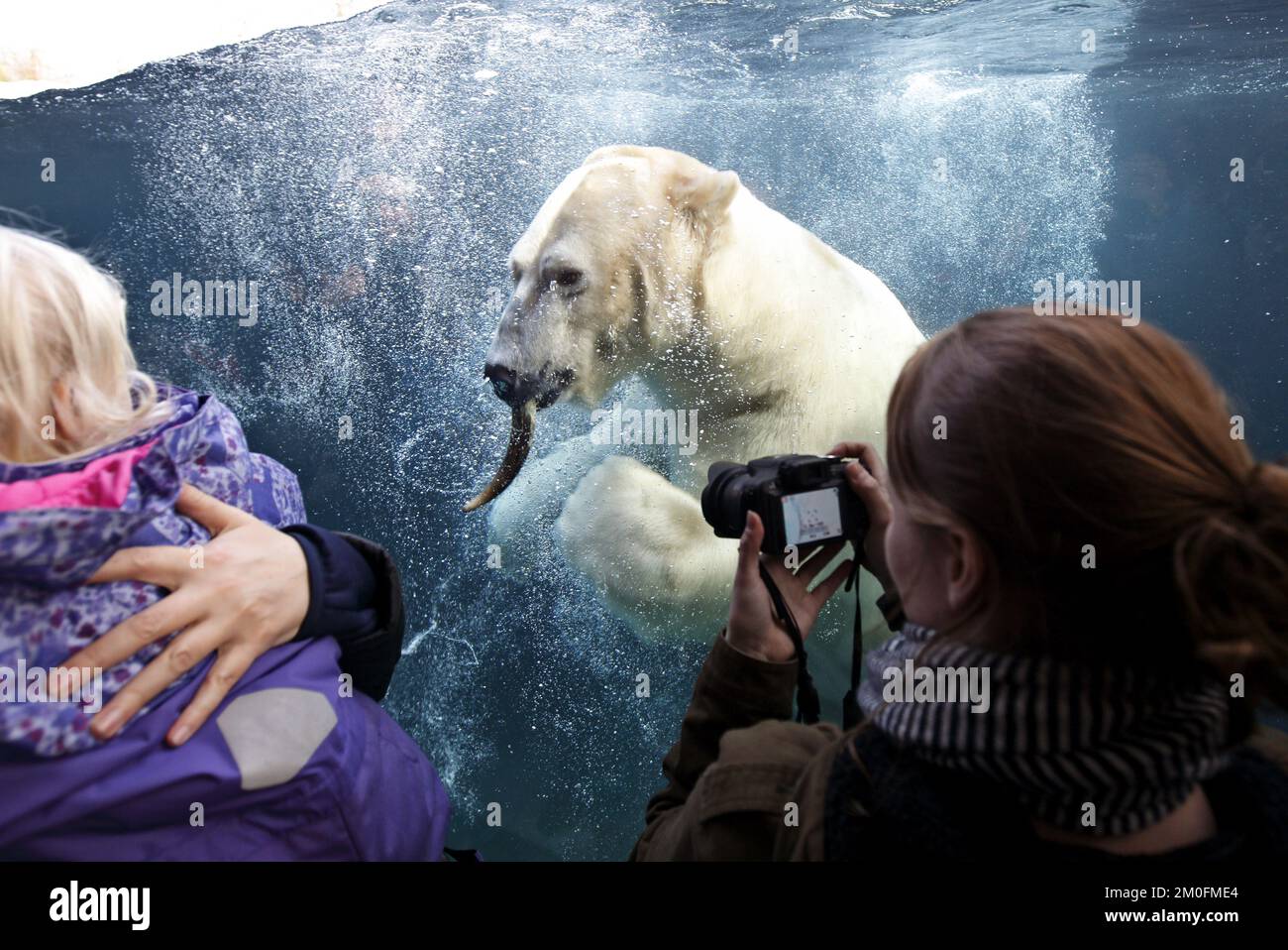 L'ouverture officielle de l'anneau arctique du zoo de Copenhague. L'installation est un cadeau de l'AP MÃ¸ller et de la Fondation Chastine Mc-Kinney MÃ¸ller à des fins générales. (Dresling Jens / POLFOTO) Banque D'Images