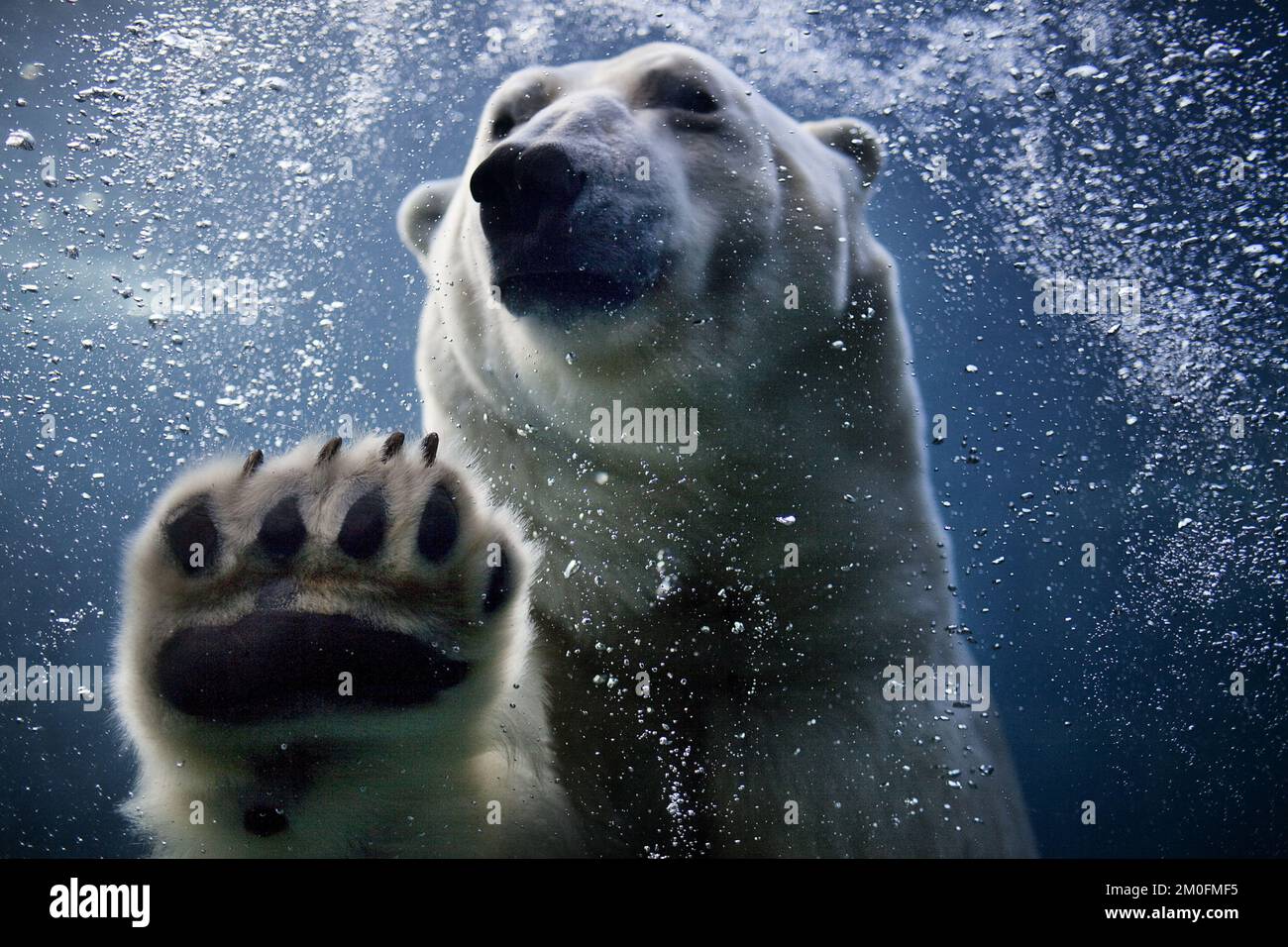 L'ouverture officielle de l'anneau arctique du zoo de Copenhague. L'installation est un cadeau de l'AP MÃ¸ller et de la Fondation Chastine Mc-Kinney MÃ¸ller à des fins générales. (Ditte Valente / POLFOTO) Banque D'Images