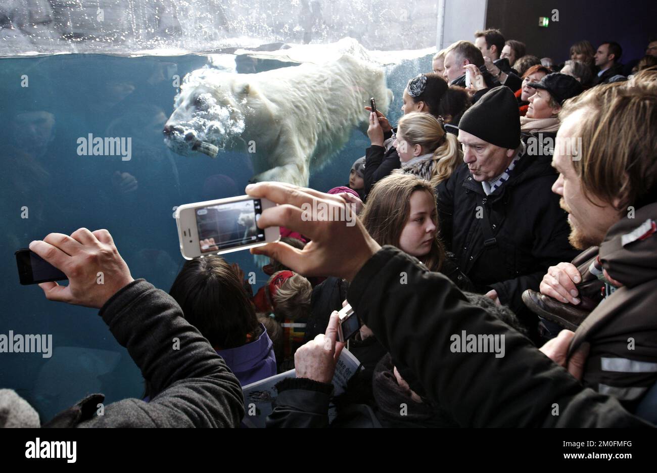 L'ouverture officielle de l'anneau arctique du zoo de Copenhague. L'installation est un cadeau de l'AP MÃ¸ller et de la Fondation Chastine Mc-Kinney MÃ¸ller à des fins générales. (Dresling Jens / POLFOTO) Banque D'Images