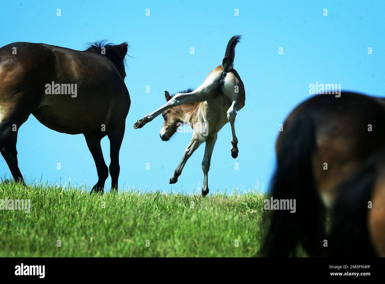 Dix poneys Exmoor ont été libérés par l'agence danoise de la nature et de la forêt. Ils vont passer l'été à l'extérieur pour devenir des chevaux sauvages. Il y a deux raisons pour ce projet : en faire une attraction touristique, et deuxièmement, pour rendre la nature et la belle région plus dynamiques. Banque D'Images