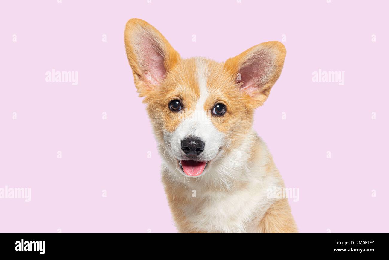 Photo d'un chiot galloisant Corgi Pembroke, âgé de 14 semaines, sur fond rose Banque D'Images