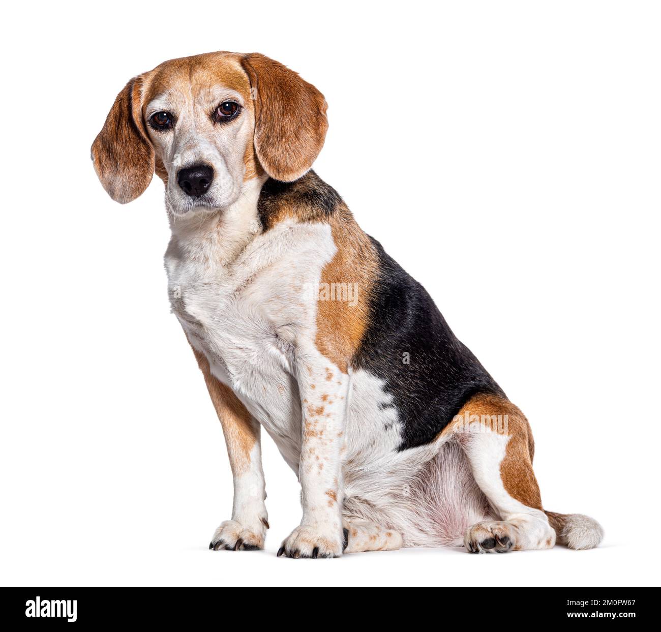 Assis Old beagle assis et regardant la caméra, isolé sur blanc Banque D'Images