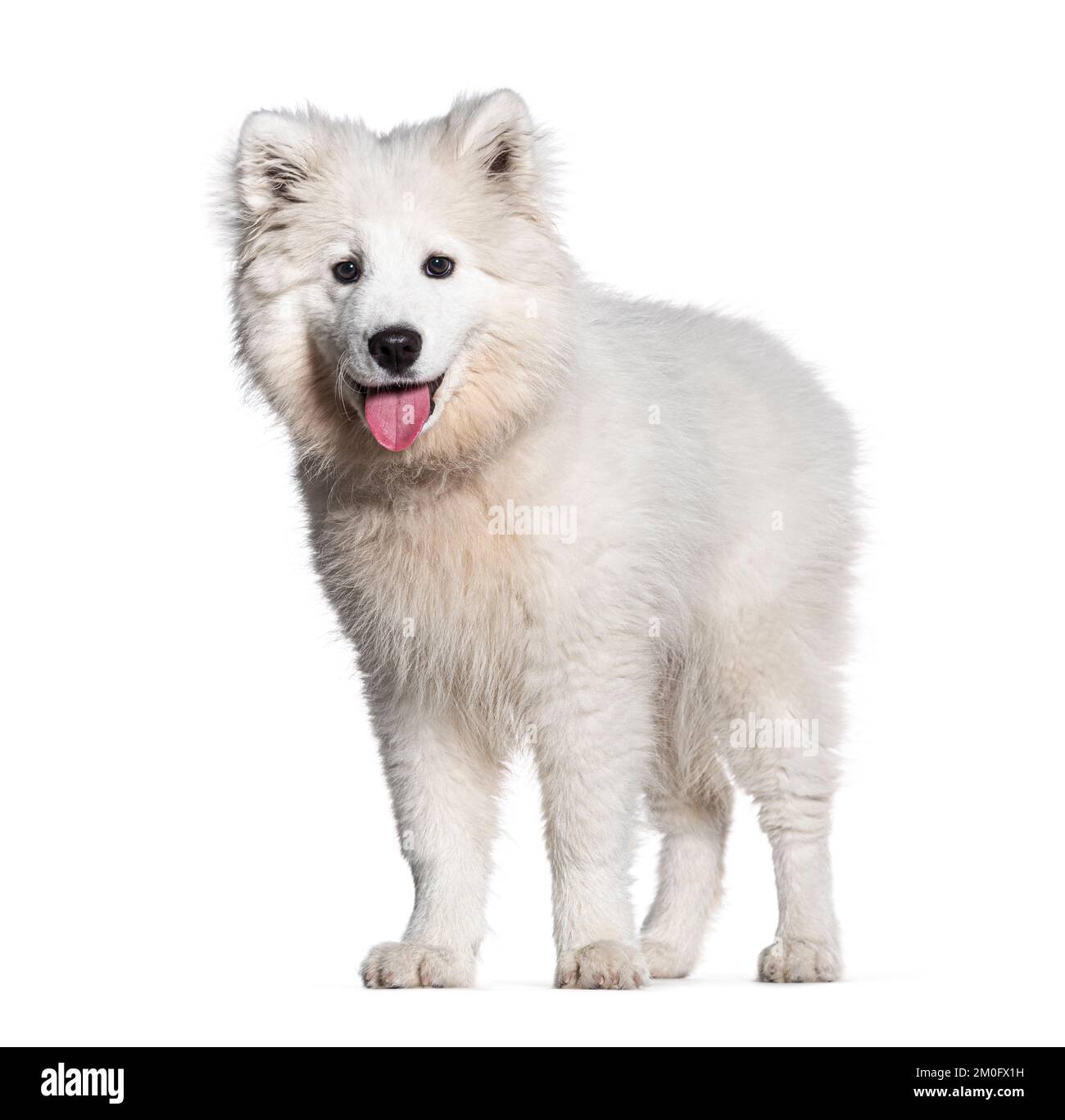 Chiot de quatre mois Samoyed assis et panting, isolé sur blanc Banque D'Images