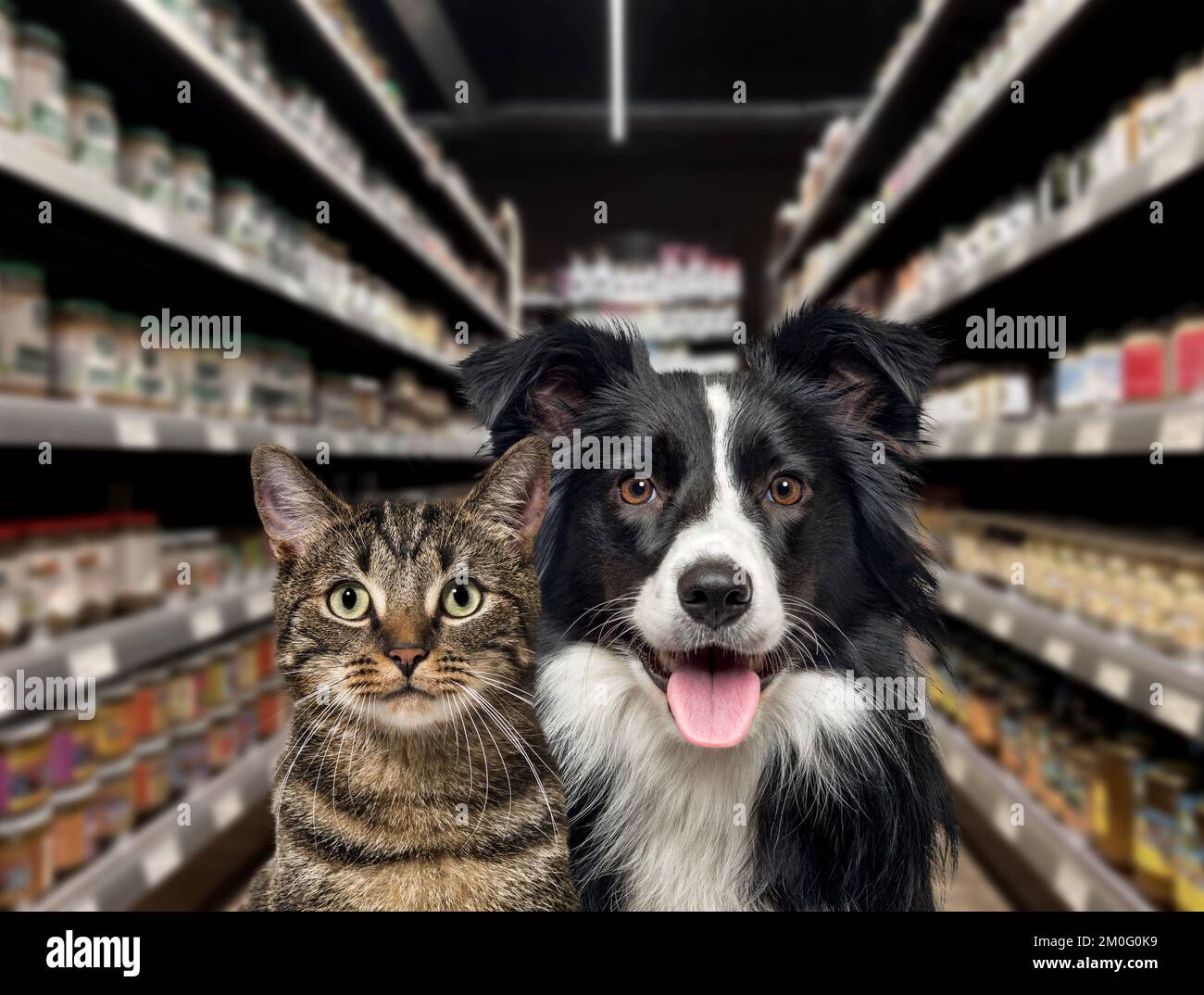 Chat et chien regardant l'appareil photo, devant les étagères de nourriture dans un magasin pour animaux de compagnie. L'arrière-plan est flou et sombre. Banque D'Images