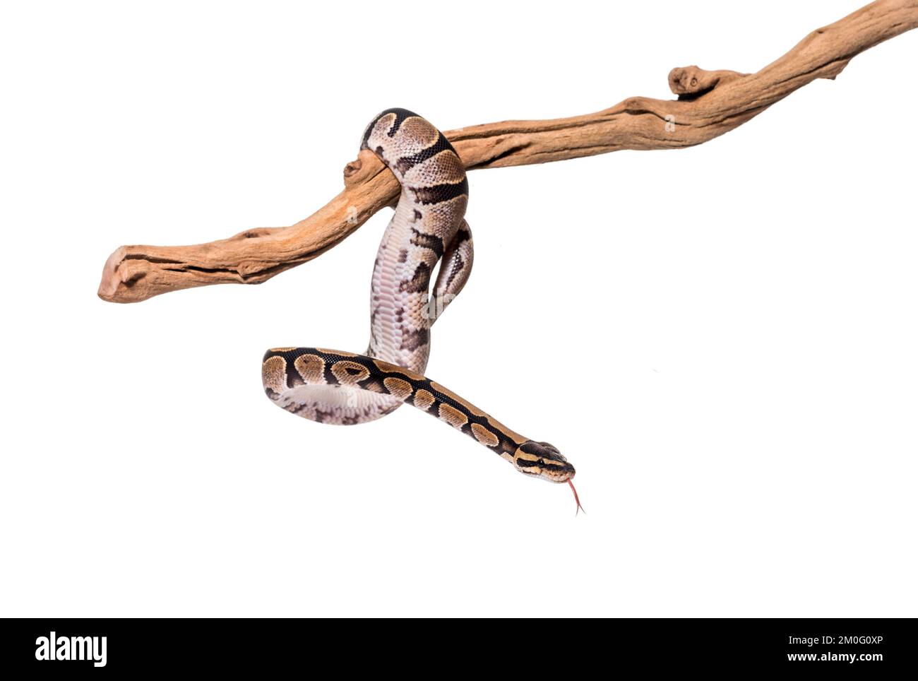 Python regius s'accrochent le long d'une branche, sur fond blanc Banque D'Images