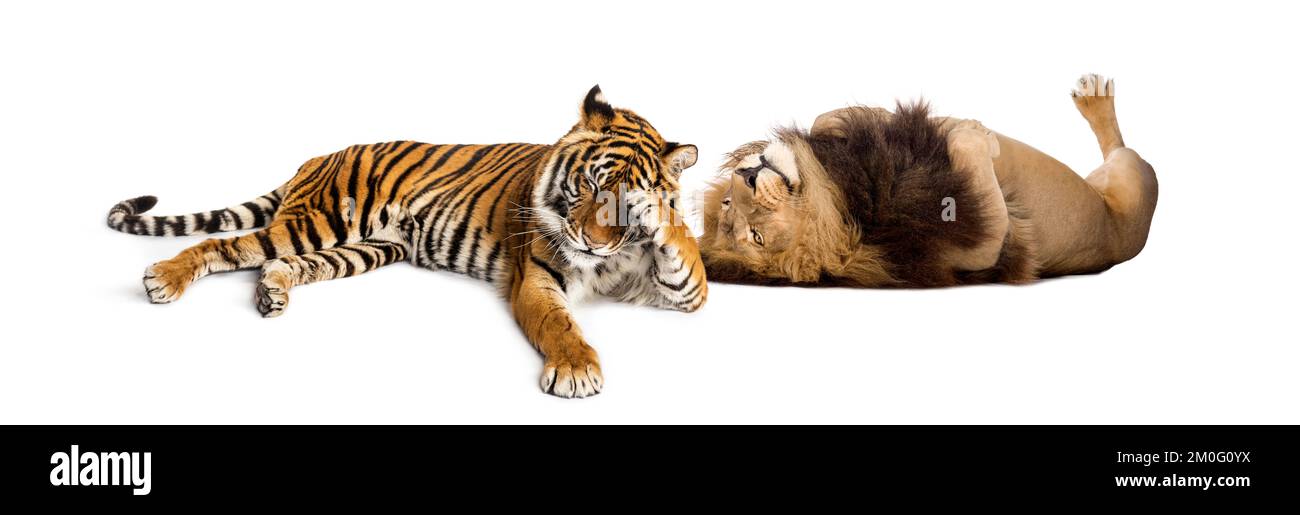 Lion réconfortant tigre, couché ensemble, isolé sur blanc Banque D'Images