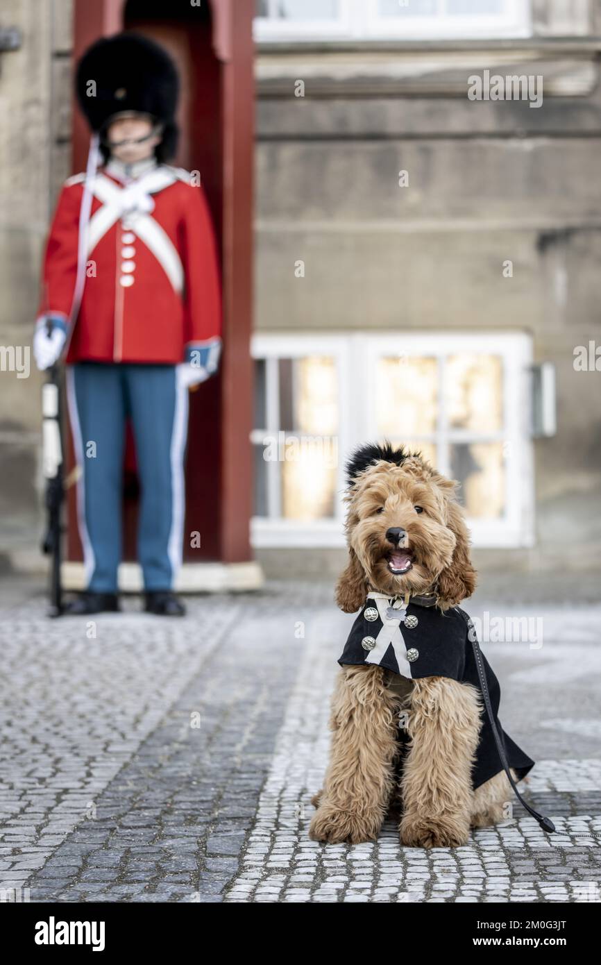 Le Cockapoo, âgé de 5 mois, nommé Topper, a visité la place du Palais ...