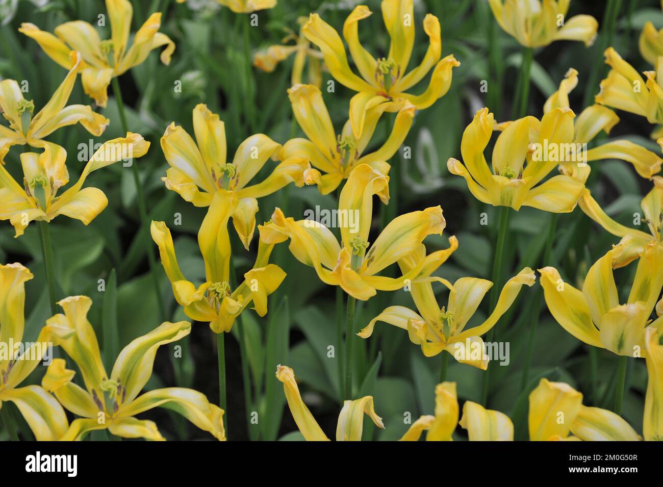 Tulipes de Viridiflora (Tulipa) fleurs jaunes de printemps dans un jardin en avril Banque D'Images