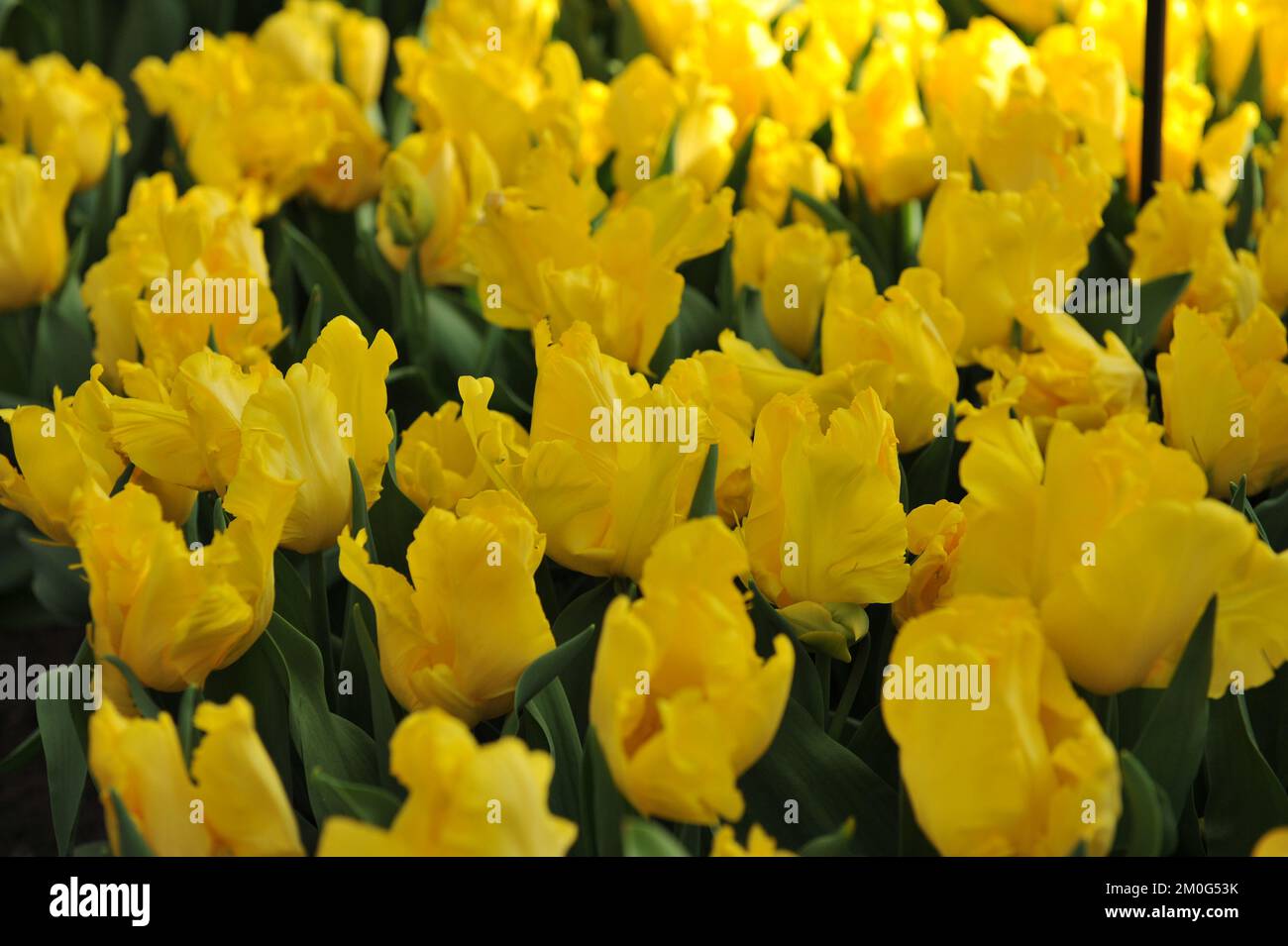 Tulipes de perroquet jaune (Tulipa) le soleil jaune fleurit dans un jardin en avril Banque D'Images