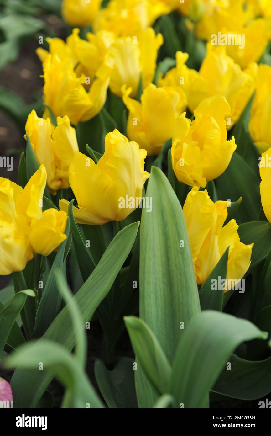 Tulipes de perroquet jaune (Tulipa) le soleil jaune fleurit dans un jardin en avril Banque D'Images