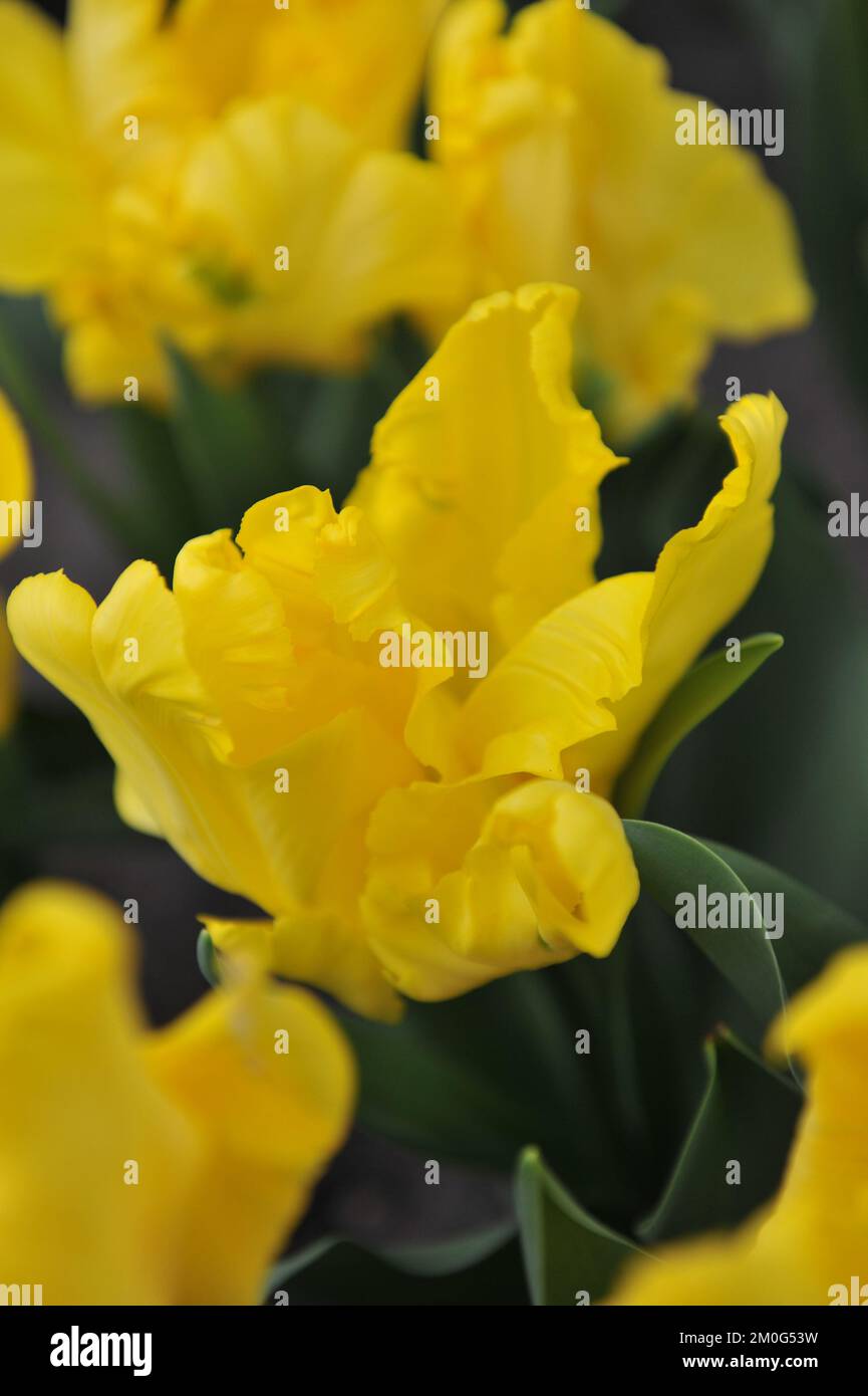 Tulipes de perroquet jaune (Tulipa) le soleil jaune fleurit dans un jardin en mars Banque D'Images
