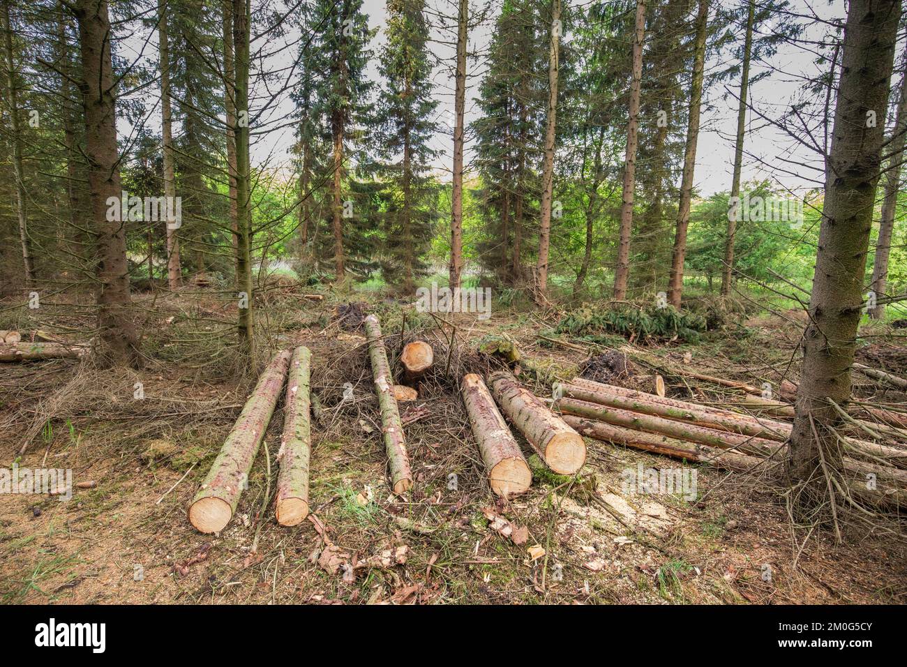 Vue d'ensemble d'une forêt d'épicéa détruite par la tempête d'hiver UNICE, causant la déforestation avec des dommages environnementaux sur le domaine de Hoogveen avec des grumes empilées ne Banque D'Images