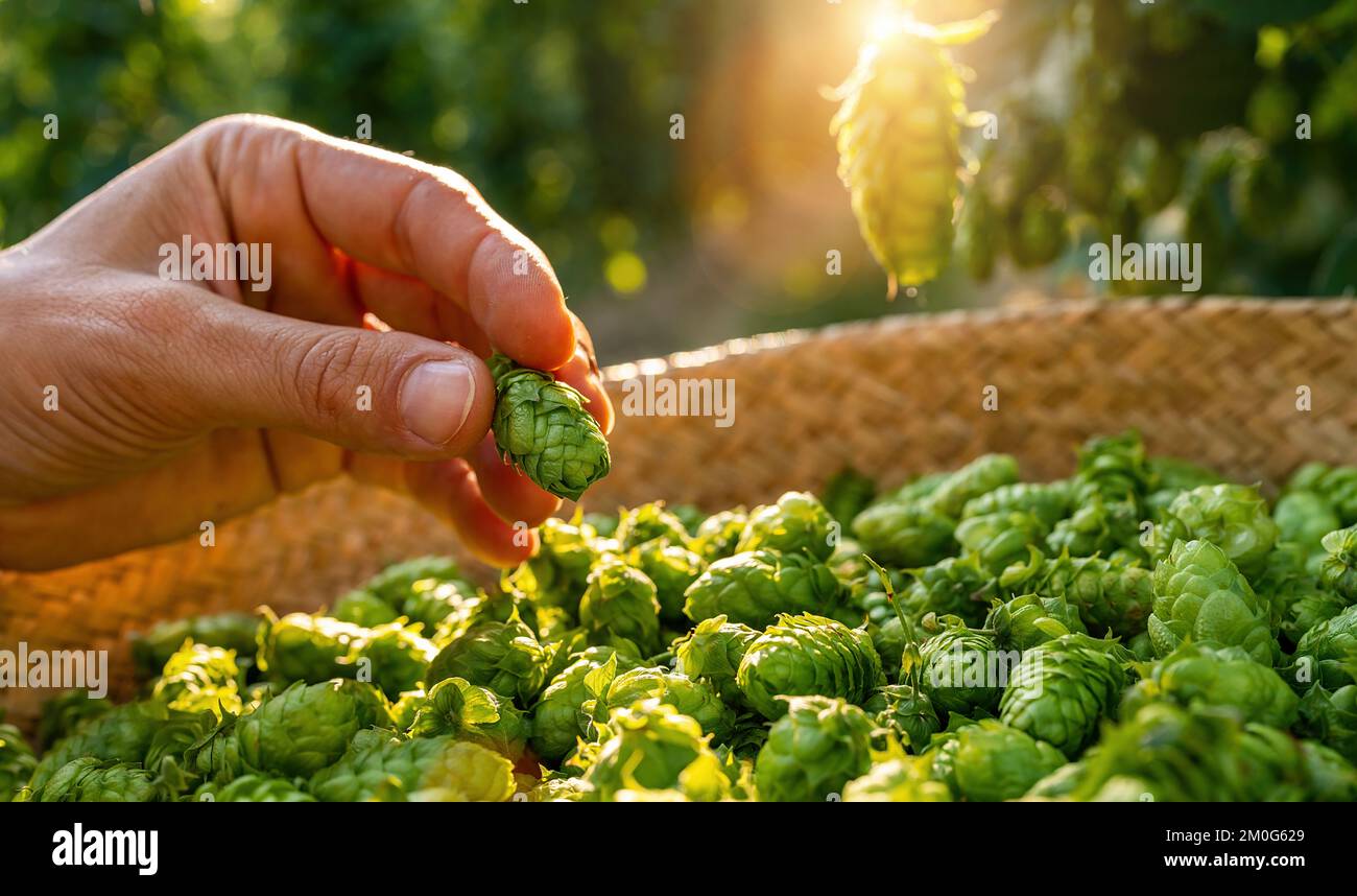 Main de fermier tenant sauter sur un panier de cette année houblon récolte dans le champ en Bavière Allemagne. Banque D'Images