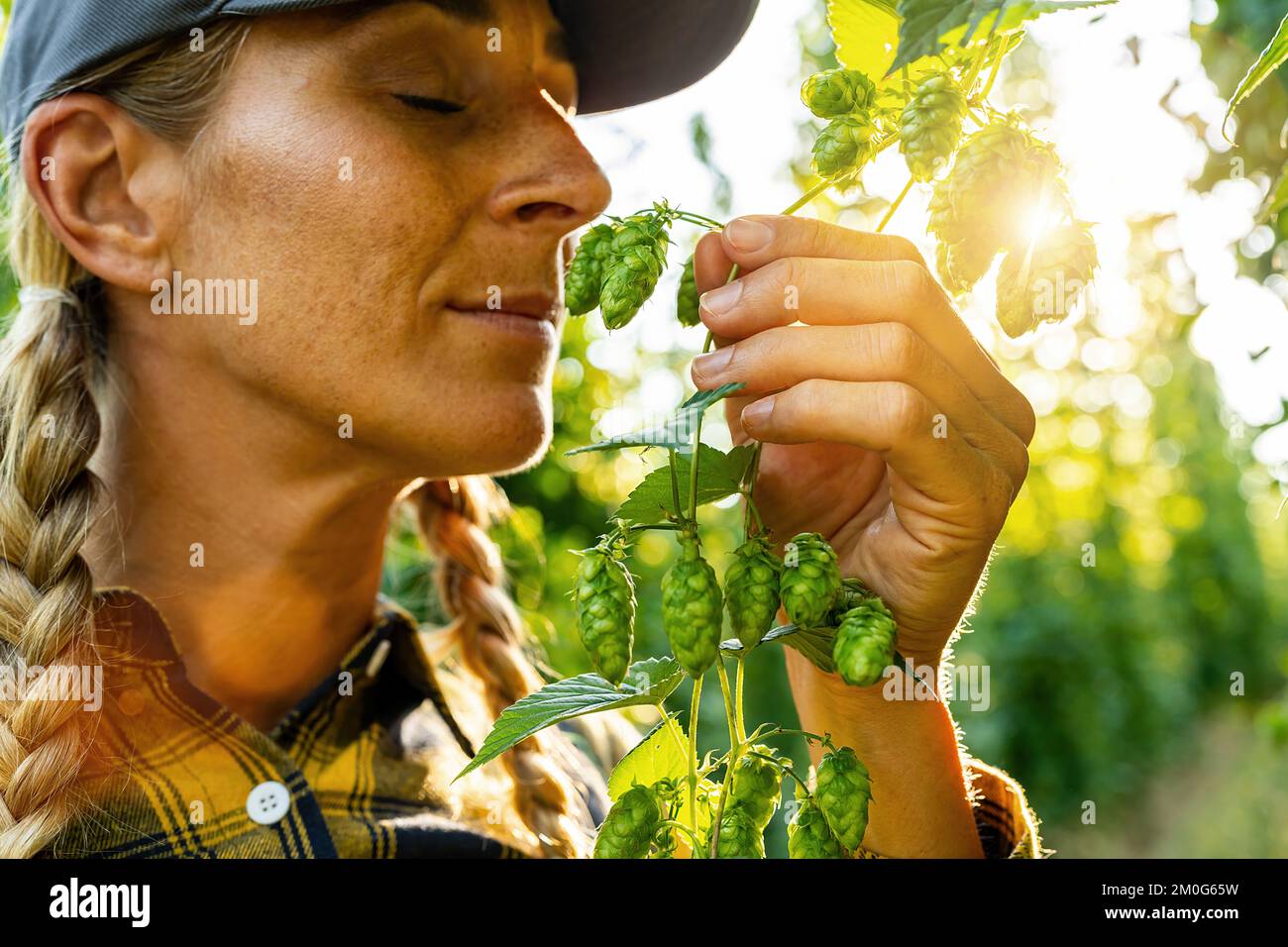 Femme agriculteur qui teste la qualité de l'odeur de la récolte du houblon et en touchant les couchés Banque D'Images