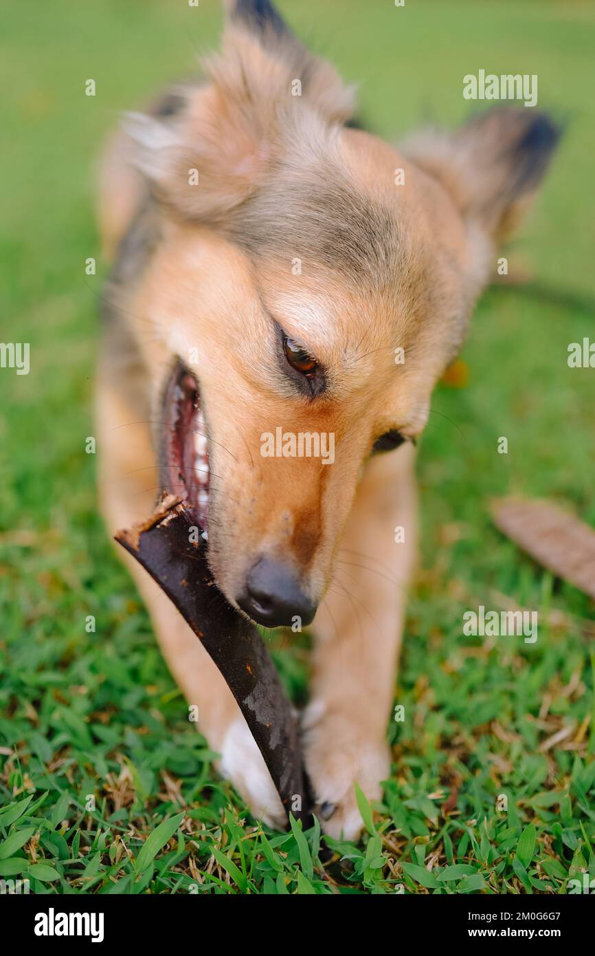 Le chien de berger allemand multicolore maintient la plante flamboyant