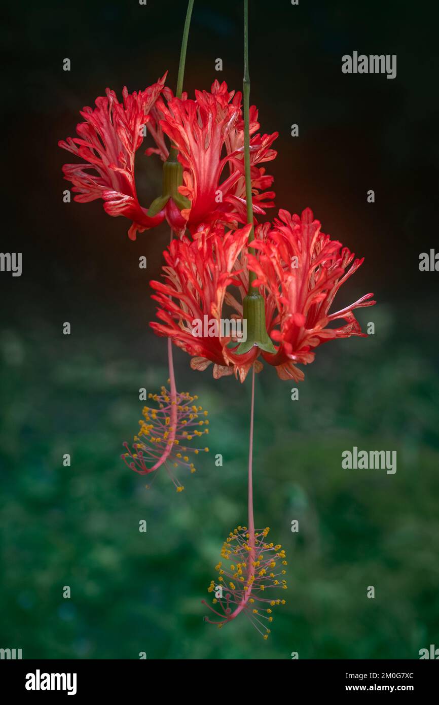 Vue rapprochée de l'hibiscus schizopetalus aka lanterne japonaise, hibiscus corail ou araignée fleurs hibiscus sur fond naturel Banque D'Images