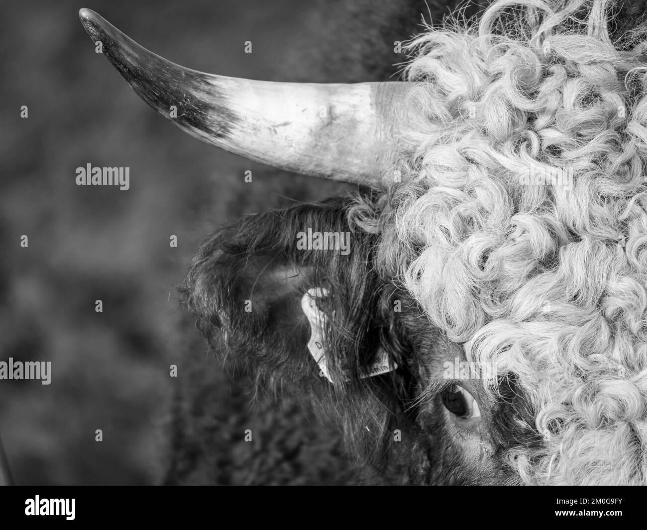 Un cliché à l'échelle de la tête d'un taureau avec une corne acérée Banque D'Images