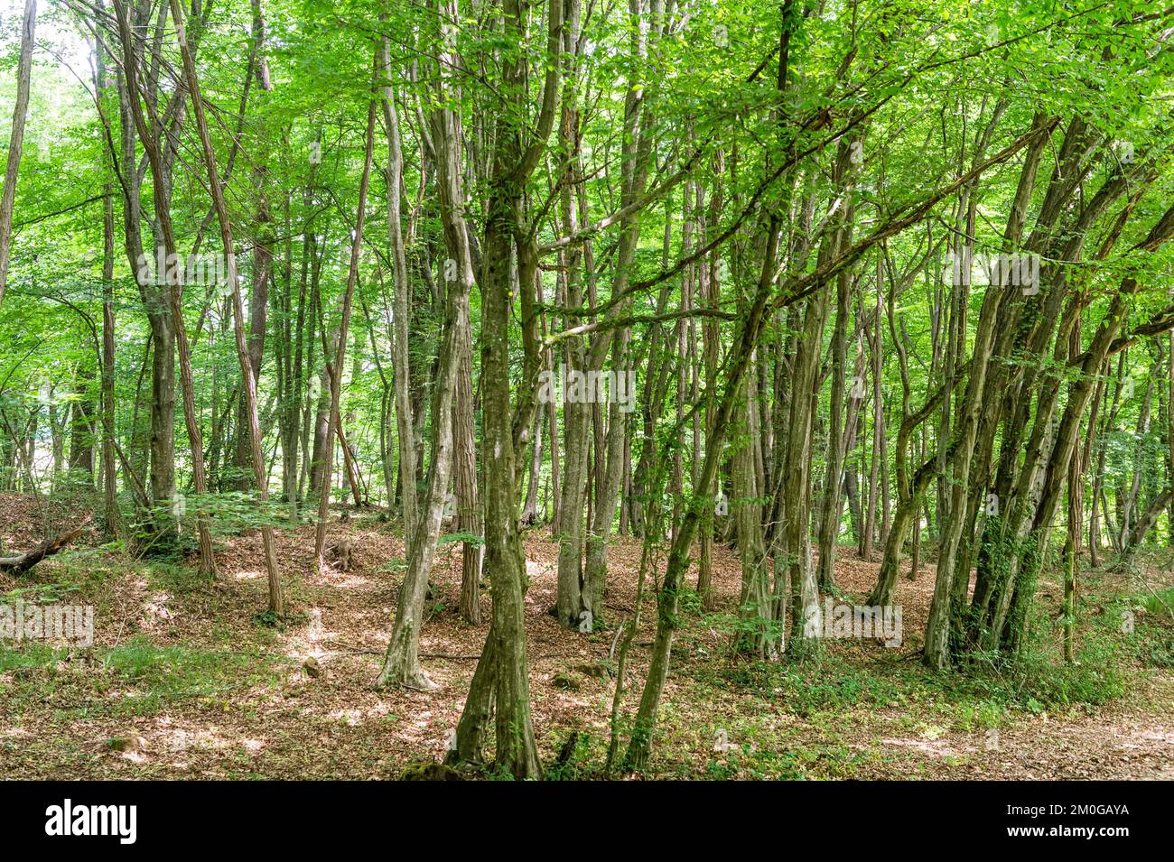 bois de copice, parc de montevecchia, italie Banque D'Images