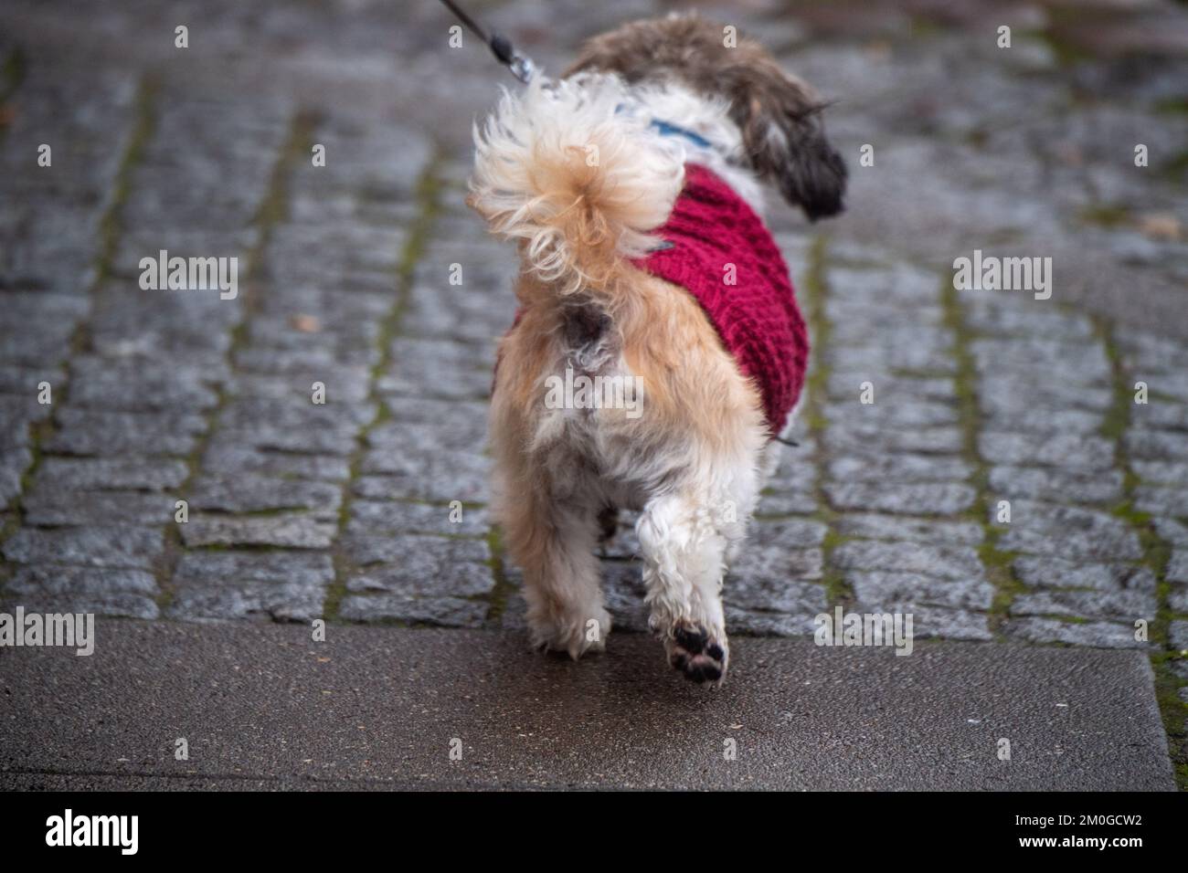 Greifswald, Allemagne. 06th décembre 2022. Un chien court sur une route baignée de pluie. Credit: Stefan Sauer/dpa/Alay Live News Banque D'Images