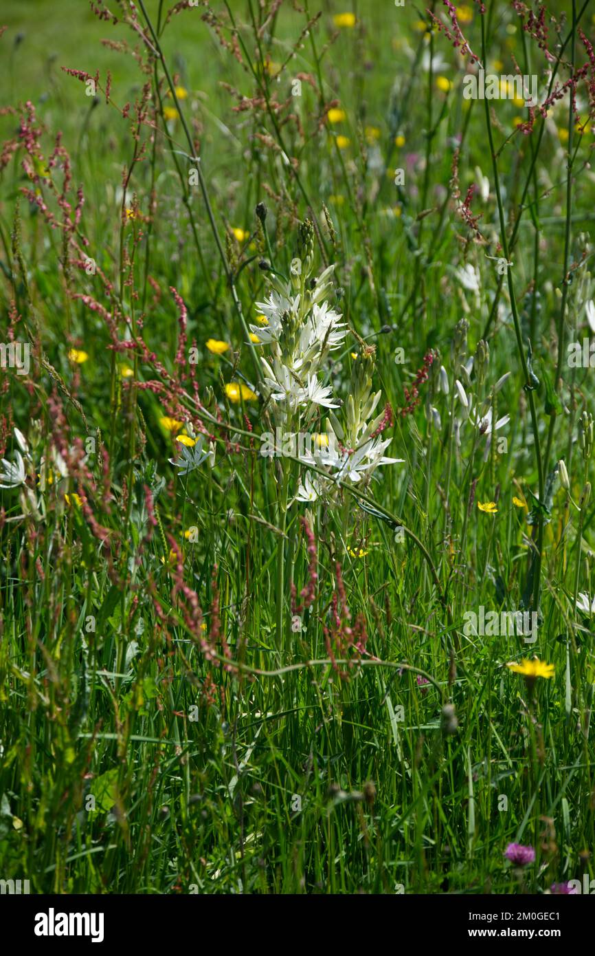 Fleurs sauvages prairie d'été avec camassia blanc, docks et buttercups dans le jardin britannique juin Banque D'Images