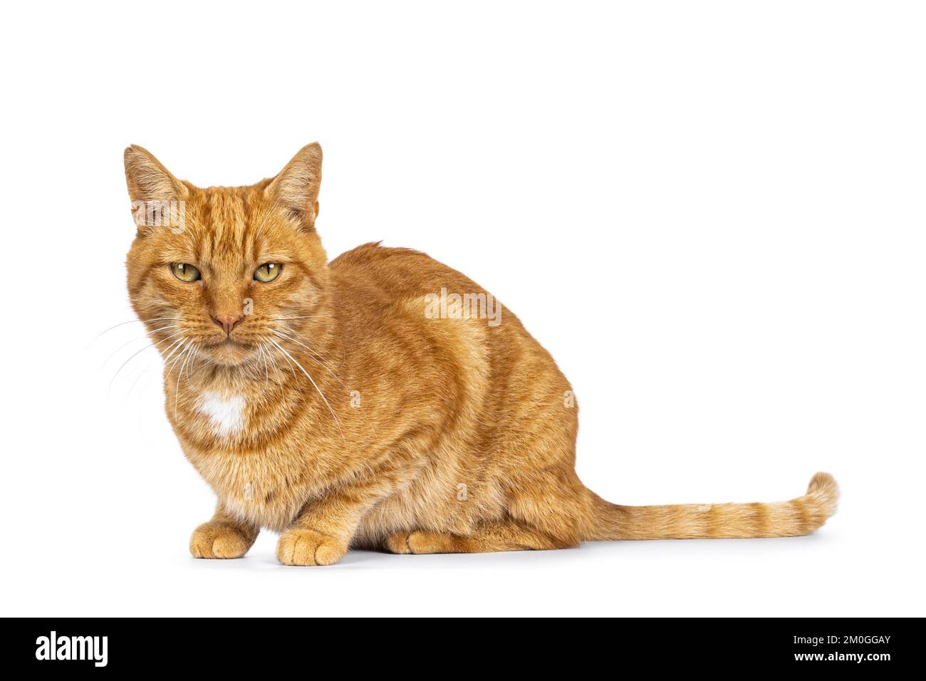 Cool mâle gingembre senior maison chat, en posant sur les côtés. Regarder directement vers l'appareil photo. Isolé sur un fond blanc. Banque D'Images