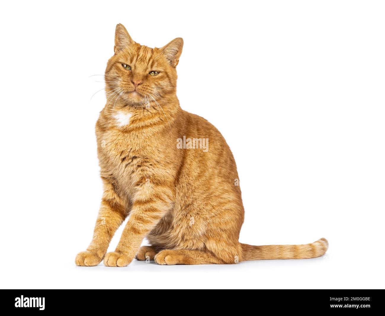 Cool mâle gingembre senior maison chat, assis sur les côtés. Regarder directement vers l'appareil photo. Isolé sur un fond blanc. Banque D'Images