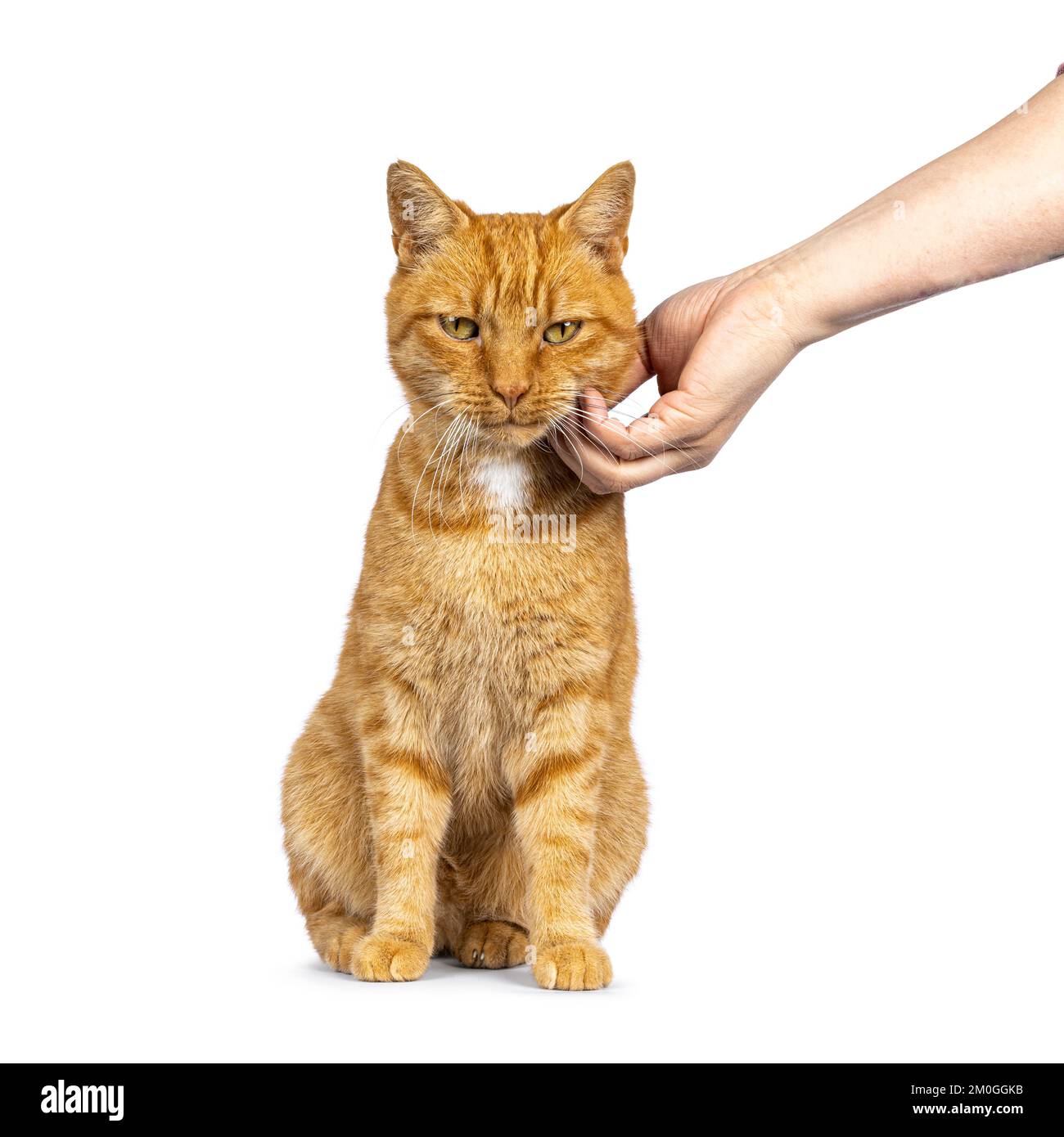 Chat maison senior gingembre masculin, assis face à l'avant. La main humaine la petant sur la tête. Isolé sur un fond blanc. Banque D'Images