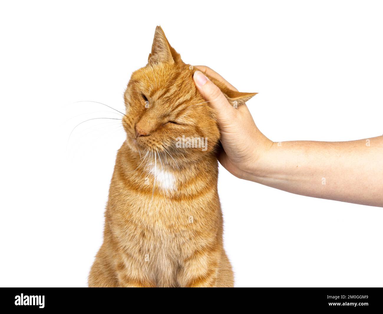 Photo de la tête d'un chat de maison senior au gingembre masculin, assis face à l'avant. La main humaine la petant sur la tête. Isolé sur un fond blanc. Banque D'Images