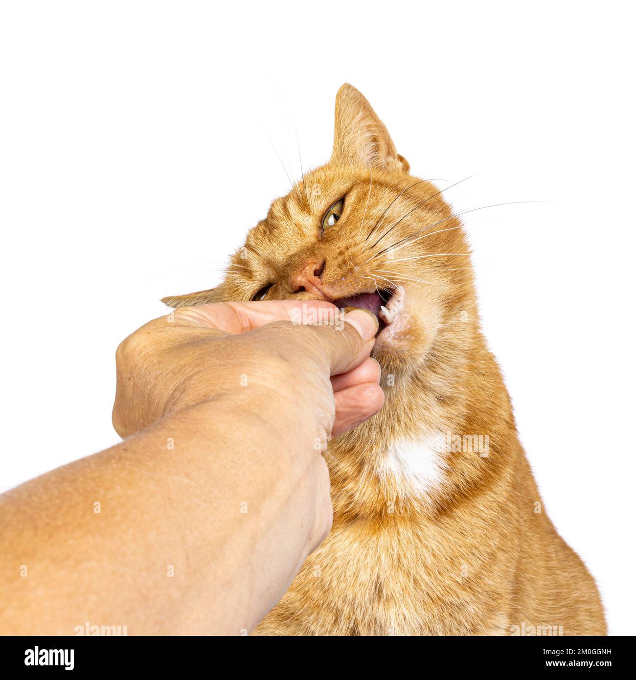 Photo de la tête d'un chat de maison senior au gingembre masculin, assis face à l'avant. La main humaine la féoding. Isolé sur un fond blanc. Banque D'Images