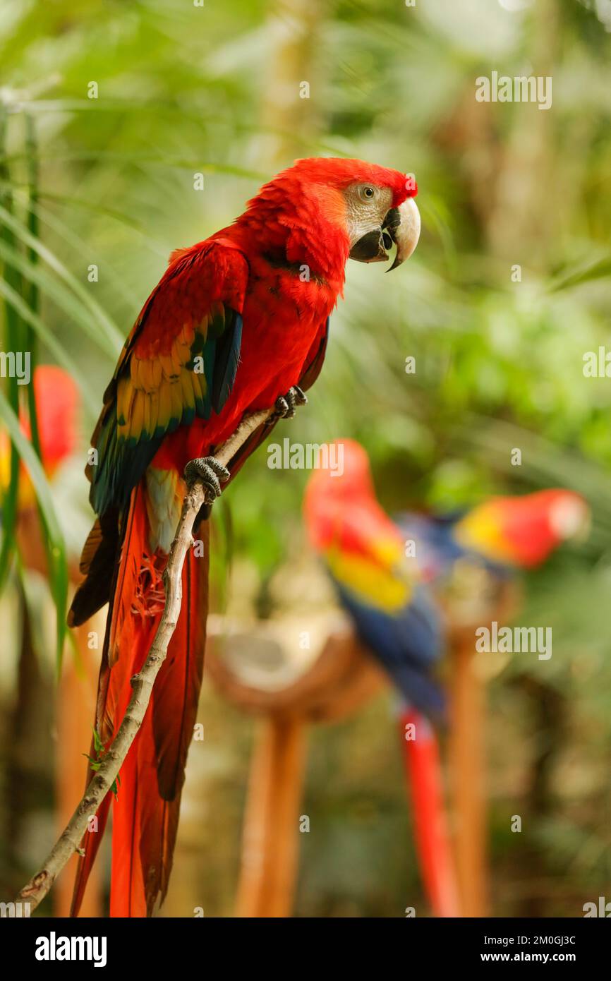 Ara rouge (Ara macao) est un gros macaw Banque D'Images