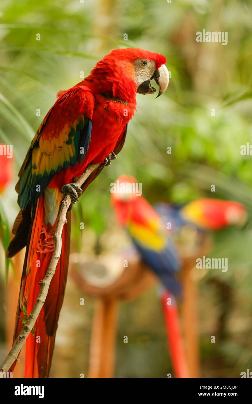 Ara rouge (Ara macao) est un gros macaw Banque D'Images