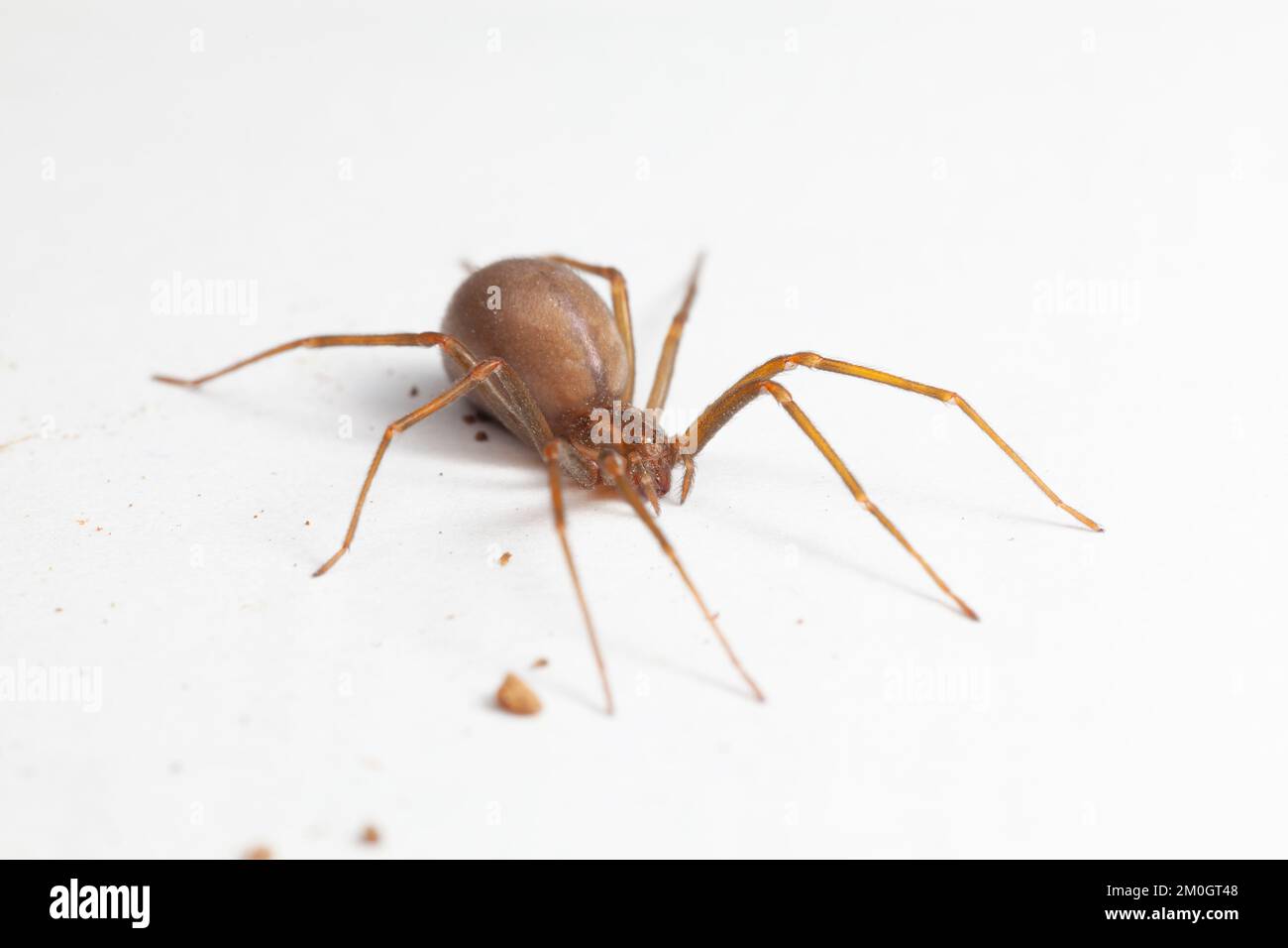 Araignée brune reclassification femelle - Arachnide toxique Banque D'Images